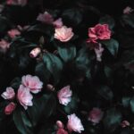 Flowers & Plants - Vibrant pink flowers blooming amidst lush dark l #1083822