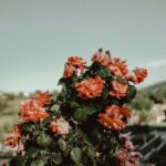 Flowers & Plants - Stunning display of vibrant red roses blooming o #12644185