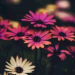 Flowers & Plants - Close-up of colorful flowers with rich details, #2184346
