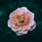 Flowers & Plants - A detailed close-up of a blooming pink rose agai #28925740