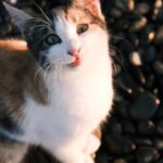 Cute Pets - A curious calico cat enjoys a sunset moment on a #28959486