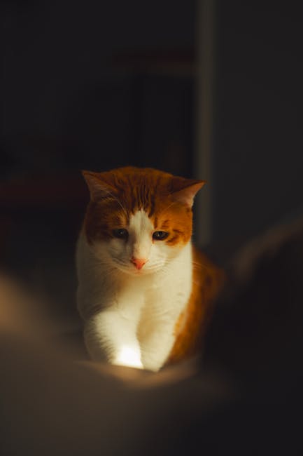 Cute Pets - An orange and white cat basking in soft, warm in #31483086
