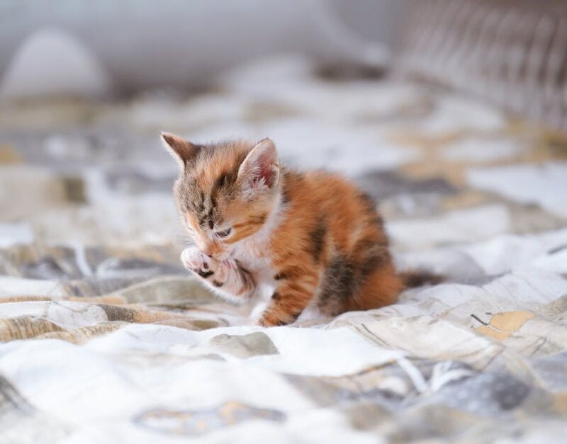 Cute Pets - A cute calico kitten gently grooming itself whil #32595481