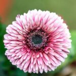 Flowers & Plants - Vibrant pink gerbera daisy in full bloom, showca #36321171