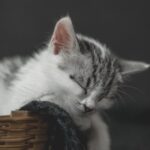 Cute Pets - A cute kitten peacefully sleeping in a basket, s #9457066