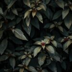 Flowers & Plants - Close-up of lush tropical foliage with dark gree #9660579