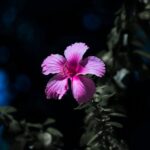 Flowers & Plants - Close-up of a pink hibiscus on blurred dark back #9806571