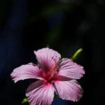 Flowers & Plants - A close-up of a pink hibiscus flower basking in #9806572