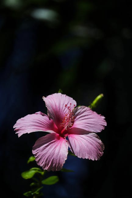 Flowers & Plants - A close-up of a pink hibiscus flower basking in #9806572